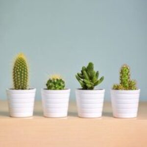 Grow It: Cactus – Indoor Plant Kit
