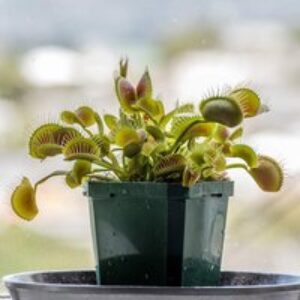 Grow Your Own Carnivorous Plants